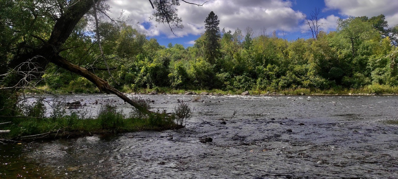 Rivière bordée d’arbres